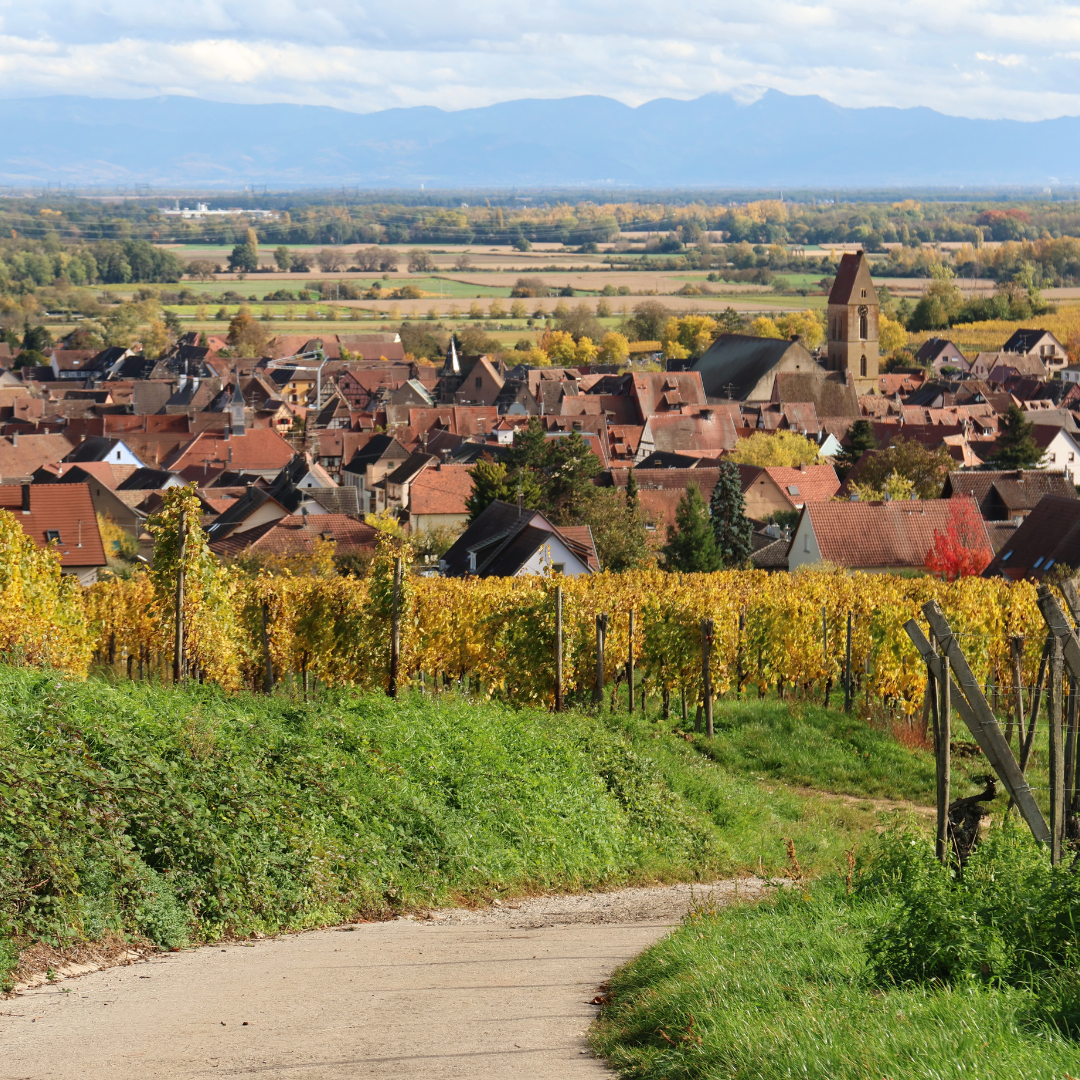 La route des vins