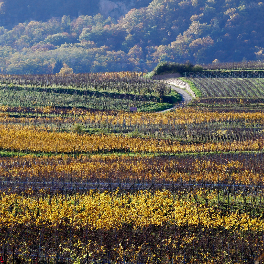 Vignes en Alsace